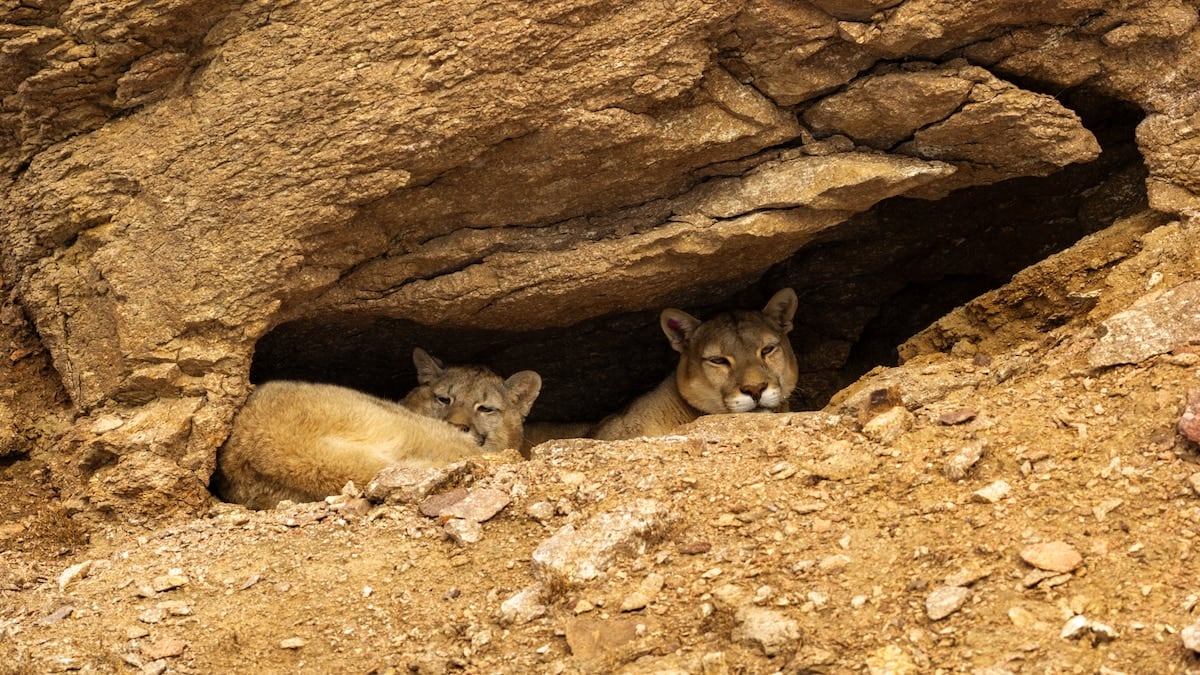 Tras las huellas del puma en la estepa nevada de Santa Cruz