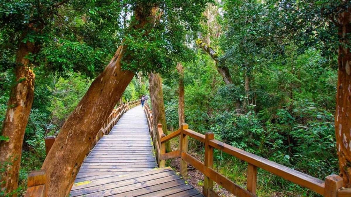 El Bosque de Arrayanes: una caminata de tonos canela entre los Andes y el lago Nahuel Huapi