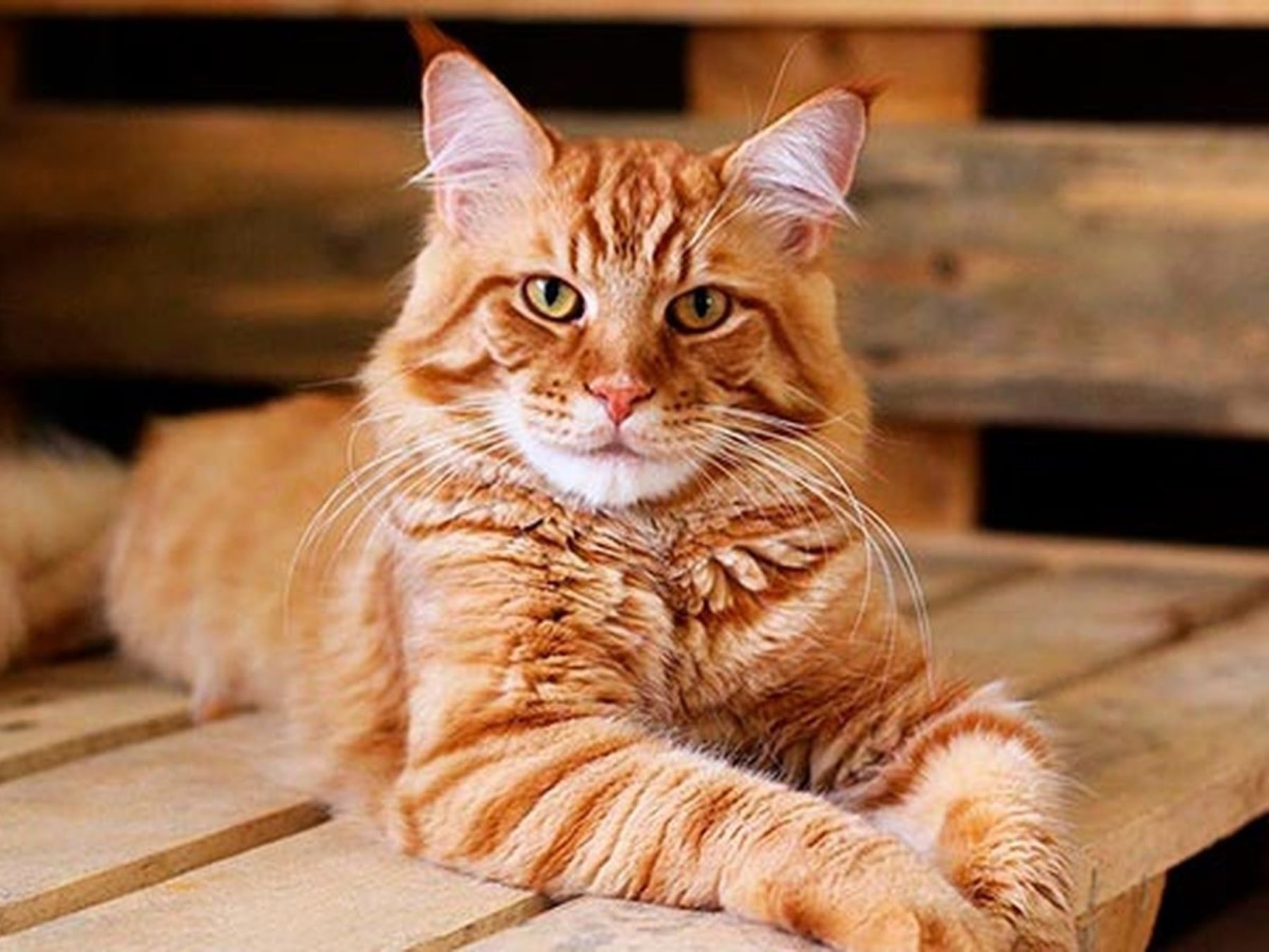 El gato que llegó para quedarse: por qué cada vez más argentinos eligen convivir con un felino en su departamento
