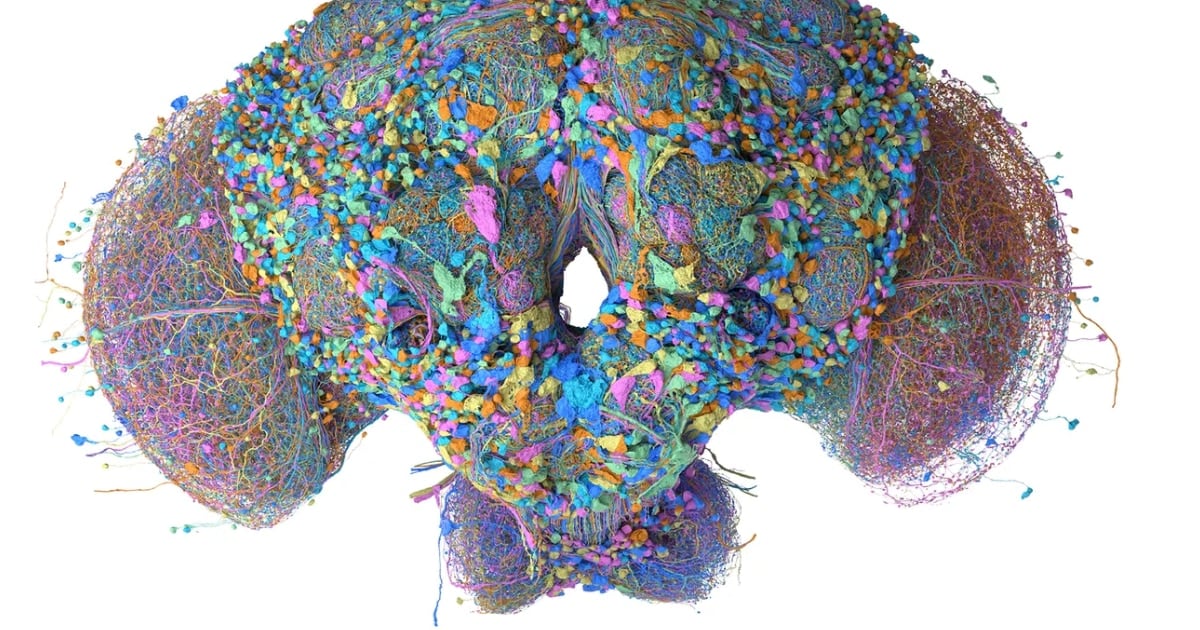 Le metieron el cerebro de una mosca a un joystick y casi funciona: la extravagante idea que recorre los laboratorios