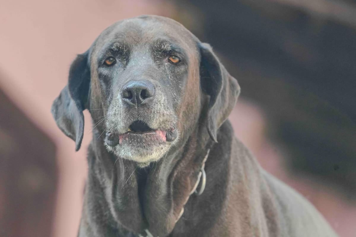 El Chaltén fija en litros de nafta el costo de registrar una mascota y la patente anual desde el segundo año