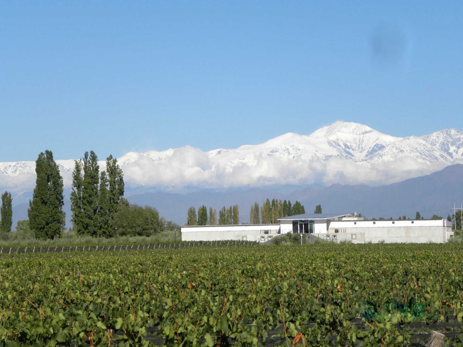 Chacras de Coria: el pueblo mendocino que reordenó su oferta alrededor del vino, la cocina y la música electrónica