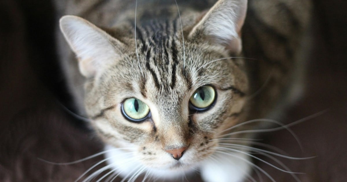 El parásito silencioso que comparten gatos y personas: lo que hay que saber para no asustarse