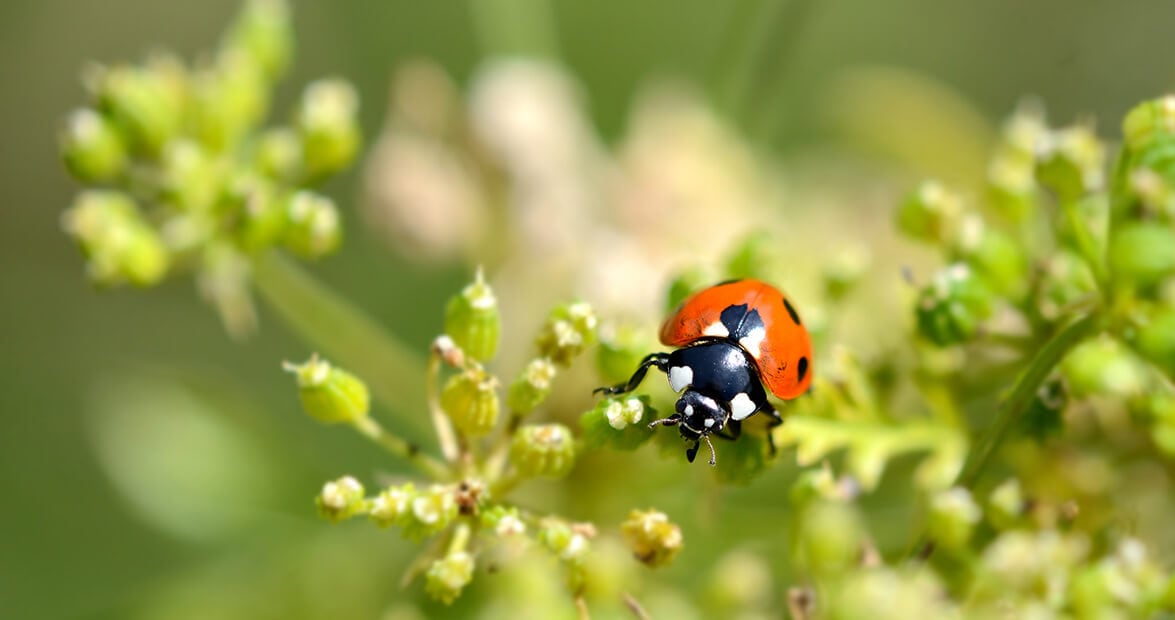 Pulverizadores de alacena: las recetas caseras que recomienda el INTA para defender el jardín sin química