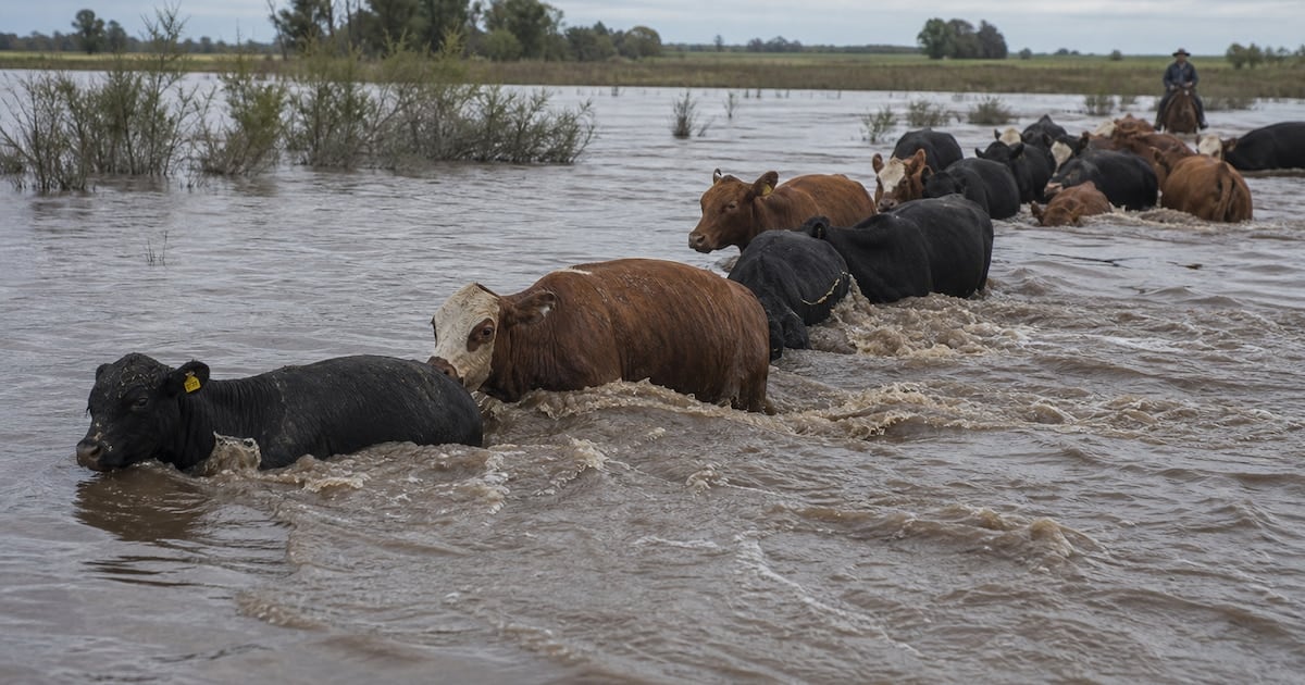 La crecida del Paraná sacude a la ganadería y empuja los precios de la carne hacia arriba