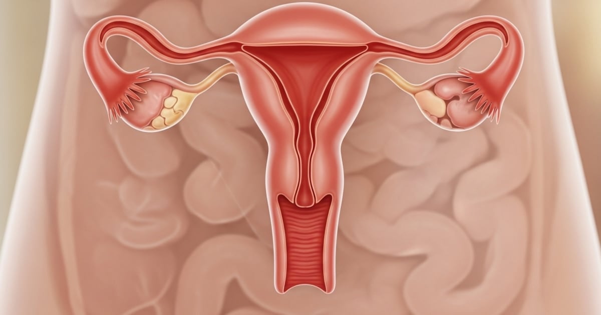El ovario no se jubila: un estudio en Estados Unidos demostró que sigue activo durante décadas después de la menopausia