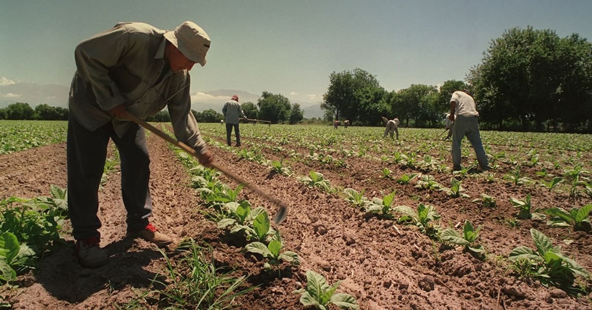 Asignaciones familiares para el personal rural temporario se sostienen un año más a la par de la AUH